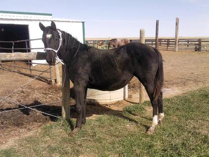 qh blackburn filly sade 2009 horses rescue